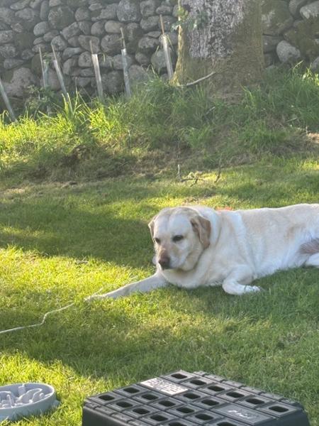 Eskdale Campsite