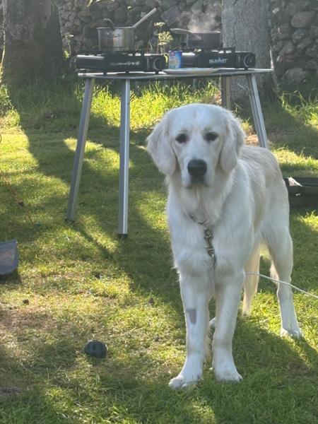 Eskdale Campsite