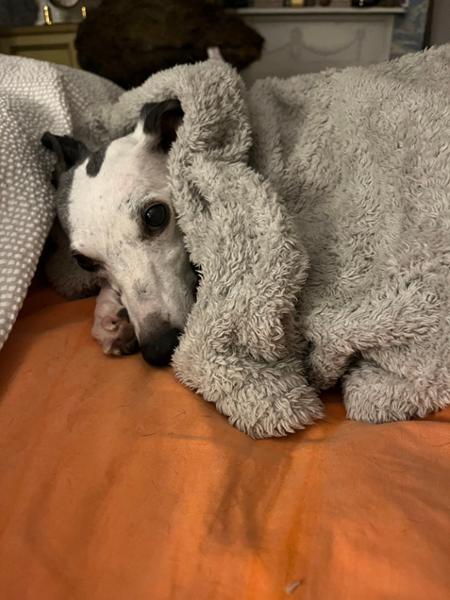 Happy dog ,happy owner