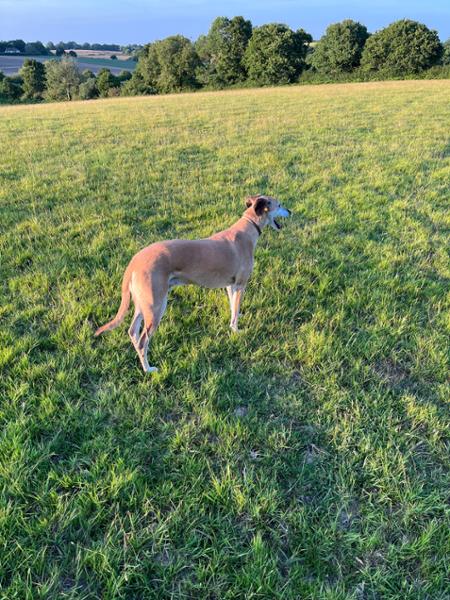 Happy dog ,happy owner