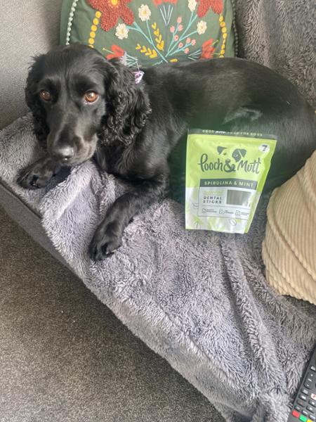 Spirulina & Mint Dental Sticks For Dogs | 7 Sticks | Daily Dental Chew for Dogs | Vet Recommended | Natural Ingredients | Pooch & Mutt