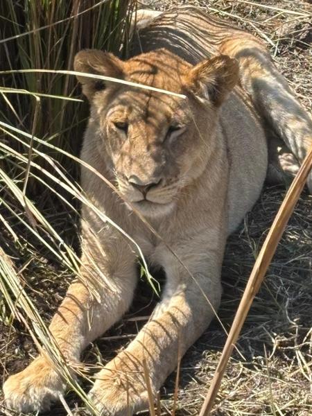 Botswana Wildlife Safari