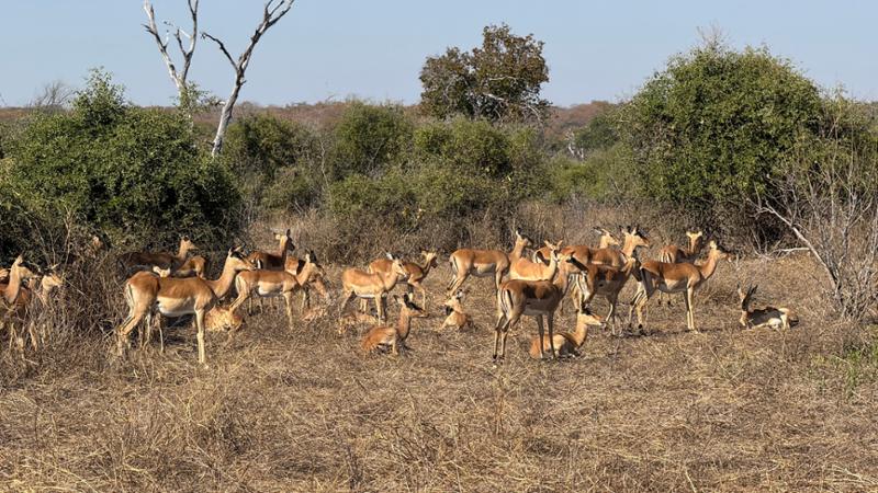 Botswana Wildlife Safari