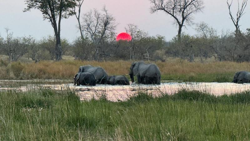 Botswana Wildlife Safari