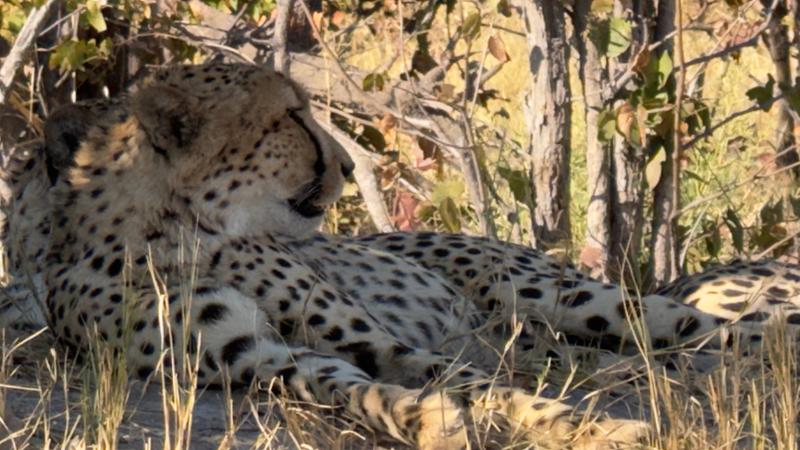 Botswana Wildlife Safari