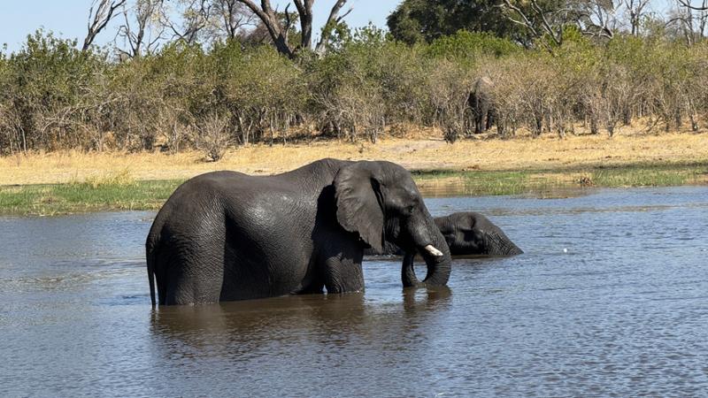 Botswana Wildlife Safari