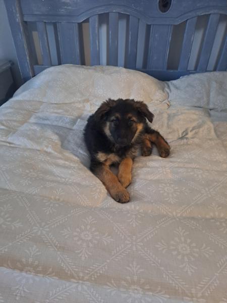Dog