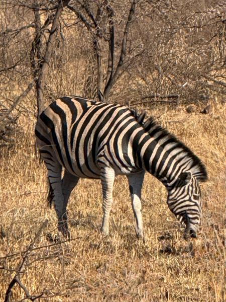 Exploring South Africa, Victoria Falls, and Botswana on 07/29/2025