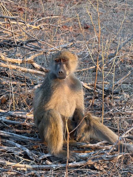 Exploring South Africa, Victoria Falls, and Botswana on 07/29/2025