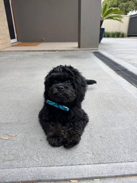 Dog