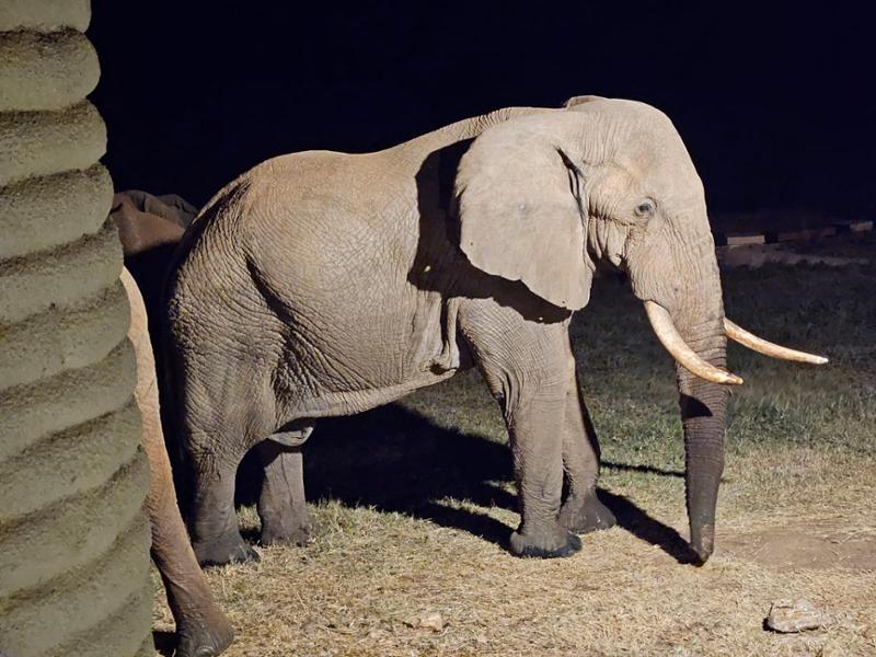 5170-Wildlife Wonders of Kenya