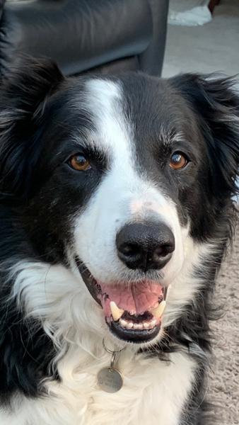 Royal Canin VCN Neutered Adult Large Dog
