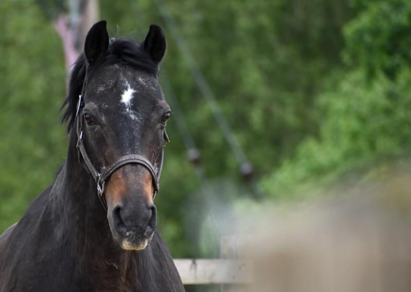 LAMINO for Horses