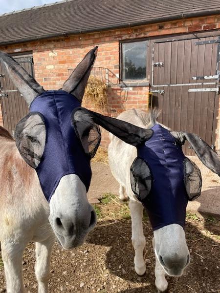 Brilliant donkey fly masks