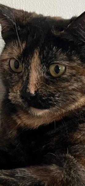 Lily's Kitchen Lamb Paté For Cats - Wet Cat Food - Grain Free Recipe - 19x85g