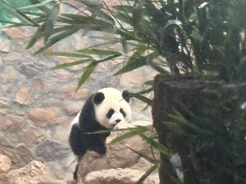 Majestic Yangtze