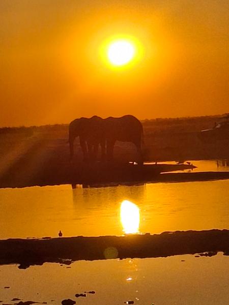 Botswana Wildlife Safari