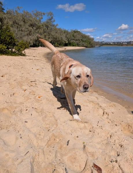 Dog