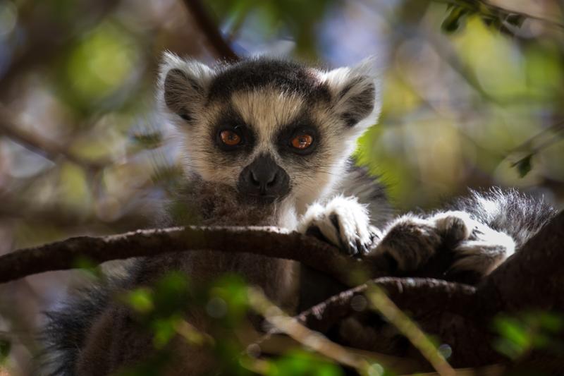 Madagascar: The Lost Continent