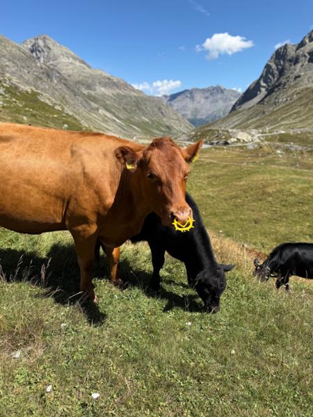 Majestic Switzerland