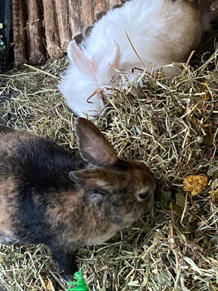 4kg Long Stem Hay Bundle