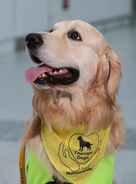 Amazing food especially for a Golden Retriever with a sensitive stomach.