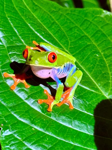 Costa Rica Wildlife Tour