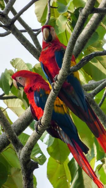 Costa Rica Wildlife Tour
