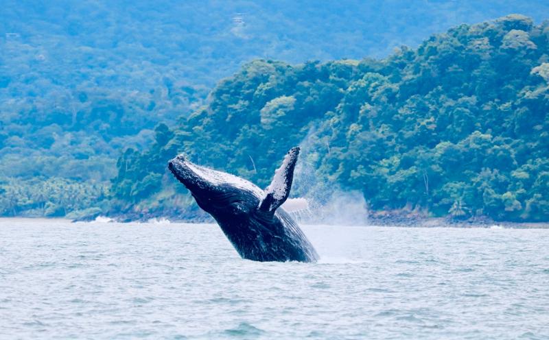 Costa Rica Wildlife Tour
