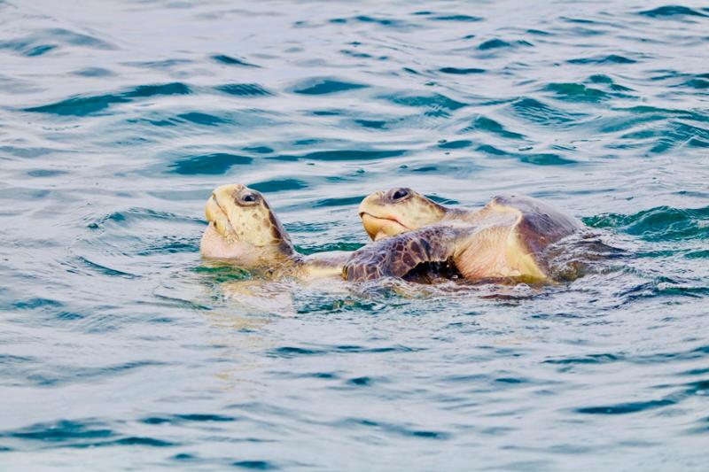 Costa Rica Wildlife Tour
