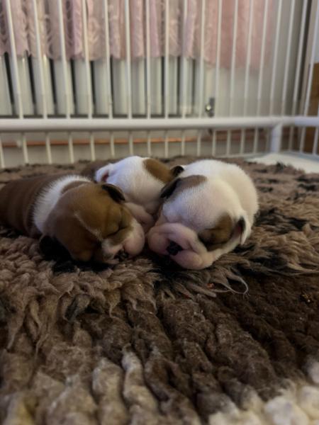 Happy Puppies