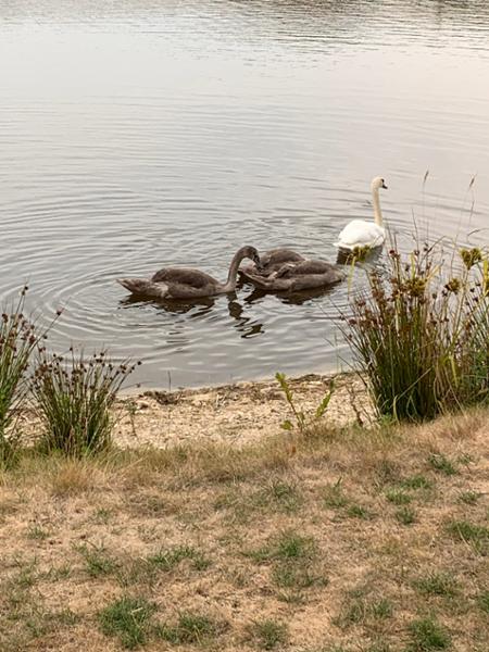 Silverlake