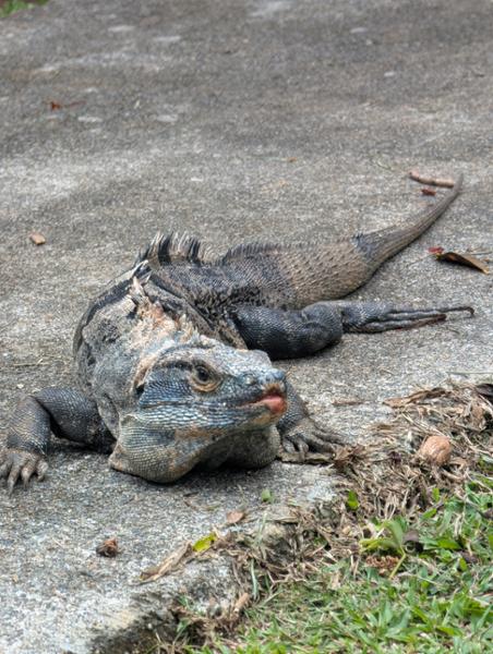 Costa Rica Wildlife Tour