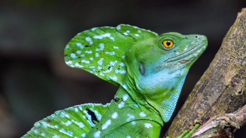 Costa Rica Wildlife Tour