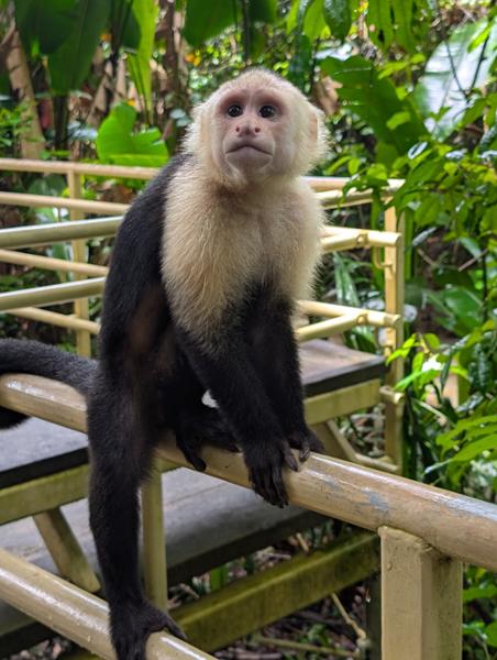 Costa Rica Wildlife Tour