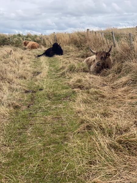 Llyn Coastal Path - North Section