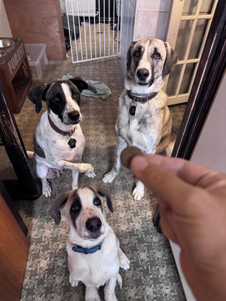 Happy dogs