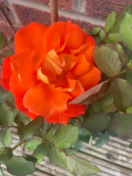 Super Trouper - Floribunda