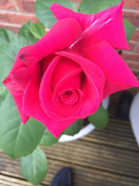 Super Trouper - Floribunda