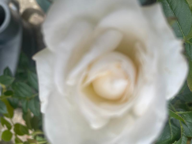 Super Trouper - Floribunda