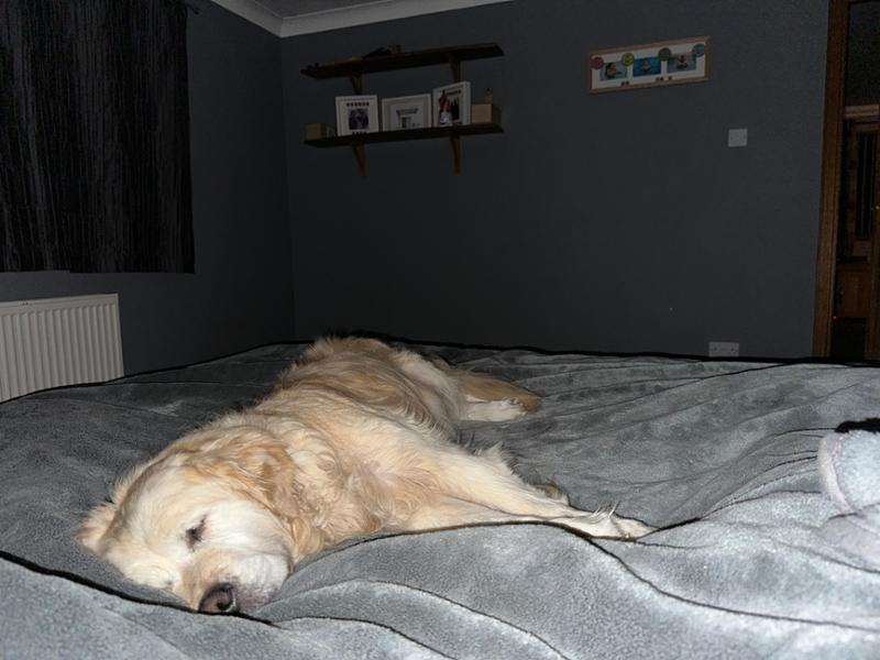 Dental Stick Bundle For Dogs