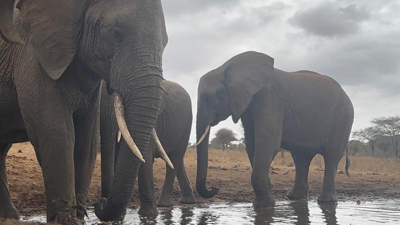 A magnificent safari