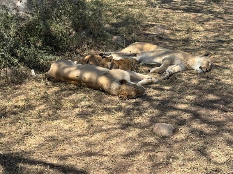 A magnificent safari