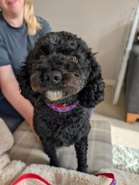 Poppy Pets Adjustable Collar