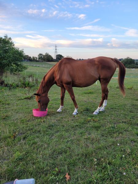 Gastric Comfort
