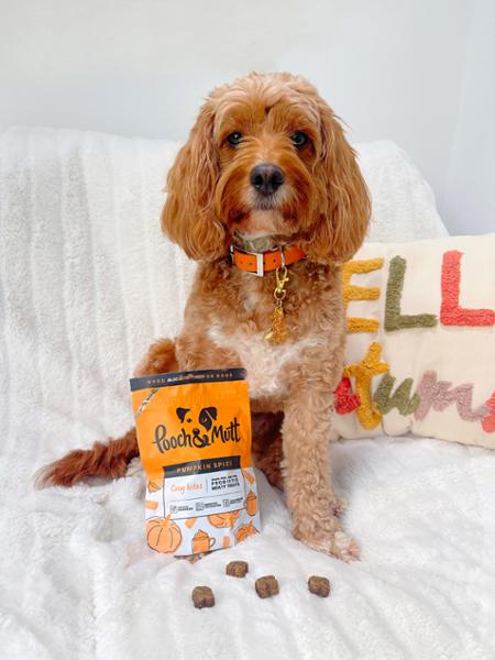 Probiotic Pumpkin Treats For Dogs | Limited Edition | Pumkin Spice Dog Treats | 120g | Pooch & Mutt | Grain-Free & Natural Ingredients