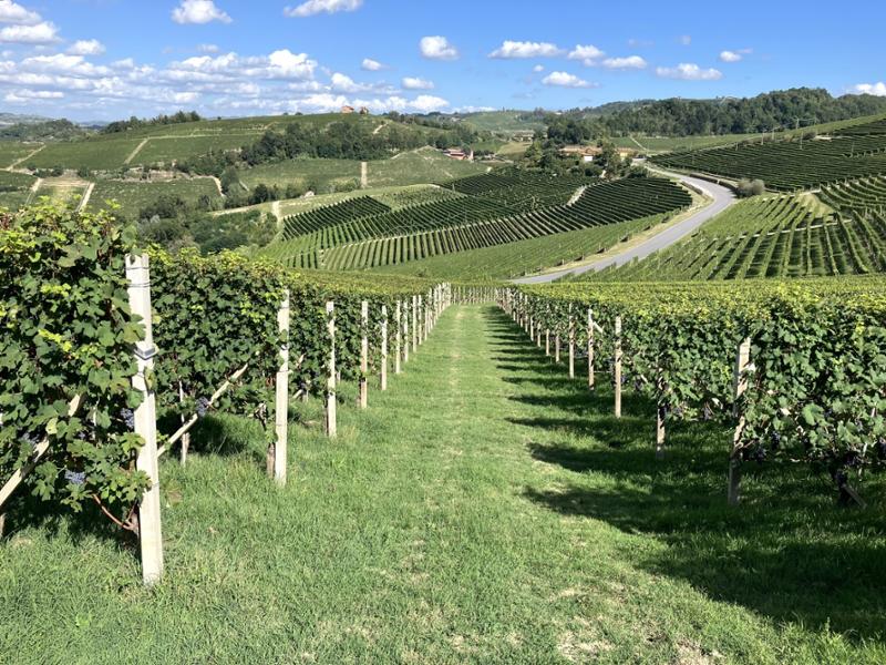 Stunning scenery, great wines, superb hotel, graded walks