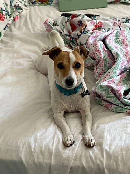 Small dog happiness