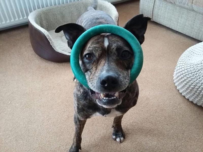 Cardisure Flavoured Tablets for Dogs 5mg