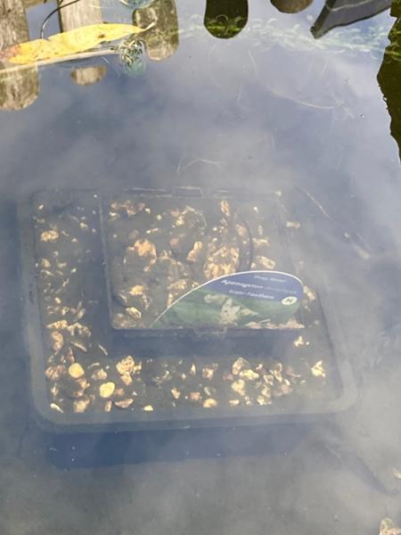 Disappointed pond plant